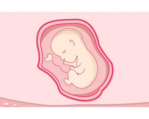 广州紫朵朵供卵价格,广州有多少家供卵机构_代怀哪家放心