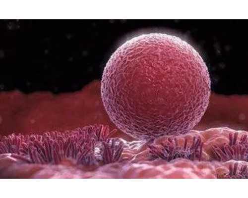 广州供卵医院地址(广州供卵医院知名十月幸孕助孕)_绿珀