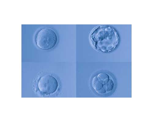 精子存活率60怀孕难吗~试管代妈