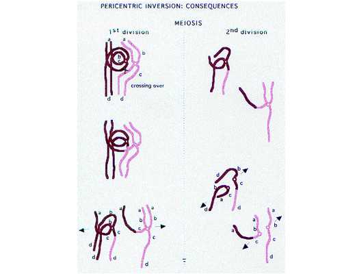 广州代孕医院的价位,广州合法供卵试管中心“怎样才能助孕”