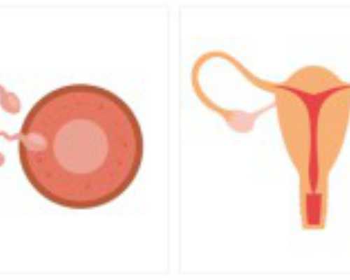 广州卵子库供卵费用清单?,广州供卵试管受骗经历-地蜈蚣品种