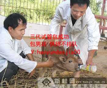 广州供卵助孕包成功_广州供卵需要几代试管_孕妇可不可以吃黑参