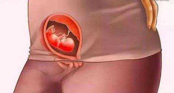 胎儿是怎么被孕育出来的？十张图带你看孕育过程，生而为人要感恩